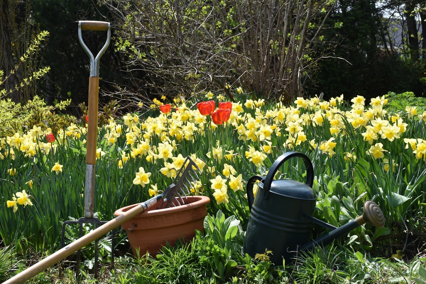Essential Tools Every Gardener Should Have